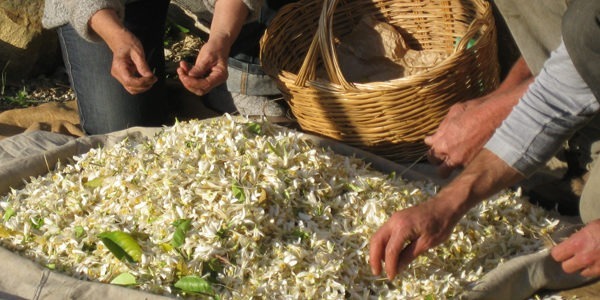 Viaggio alla raccolta e distillazione dei Fiori d’Arancio