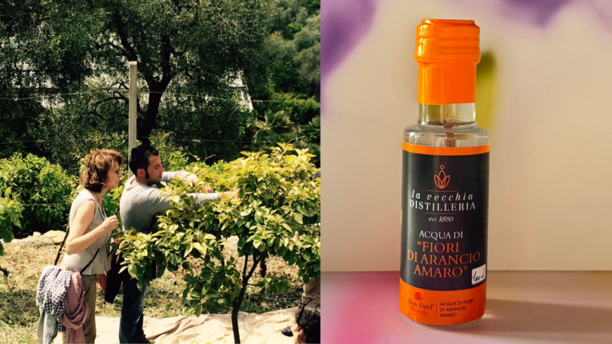 La raccolta e distillazione dei fiori di arancio amaro