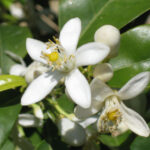 Olio essenziale di Neroli