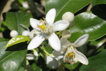 Acqua aromatica di Fiori di Arancio