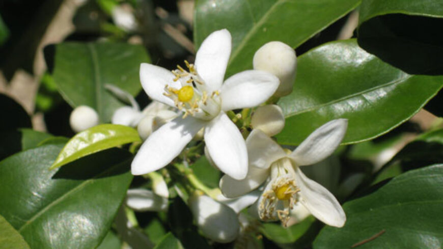 Acqua aromatica di Fiori di Arancio