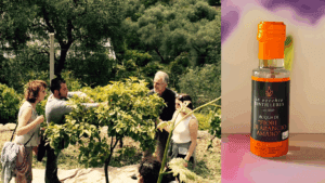 Viaggio alla scoperta fiori d'Arancio