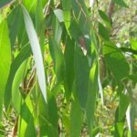 olio essenziale di eucalipto