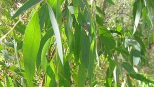 olio essenziale di eucalipto