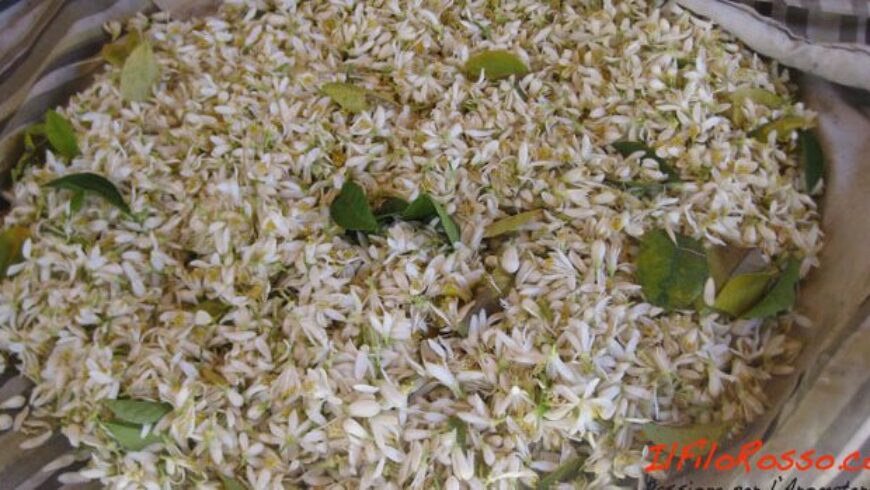 Olio essenziale di Neroli e usi