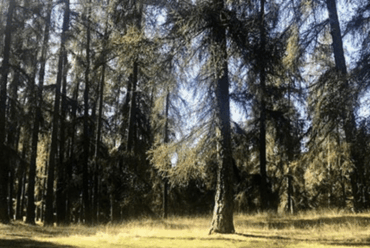 Distillatori Italiani: ErbeLuna – Dolomiti