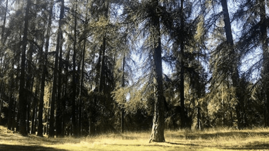 Distillatori Italiani: ErbeLuna – Dolomiti