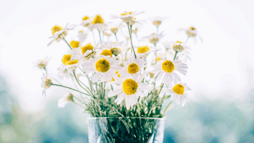 Freschezza e chiarezza mentale: 5 miscele per la primavera