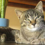 Aromaterapia per animali