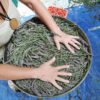 LAvanda vera