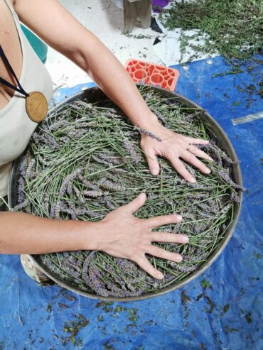LAvanda vera