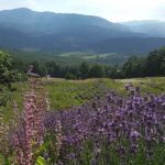 Lavanda vera Emanuela Grazian