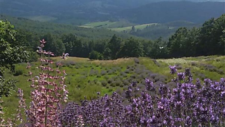 Distillatori Italiani: Emanuela Grazian – Appennino parmense