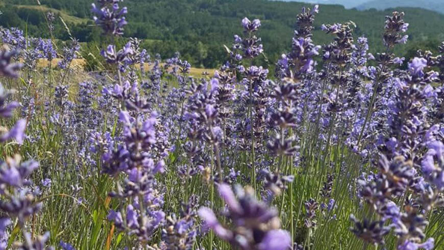 Olio essenziale di Lavanda – 40