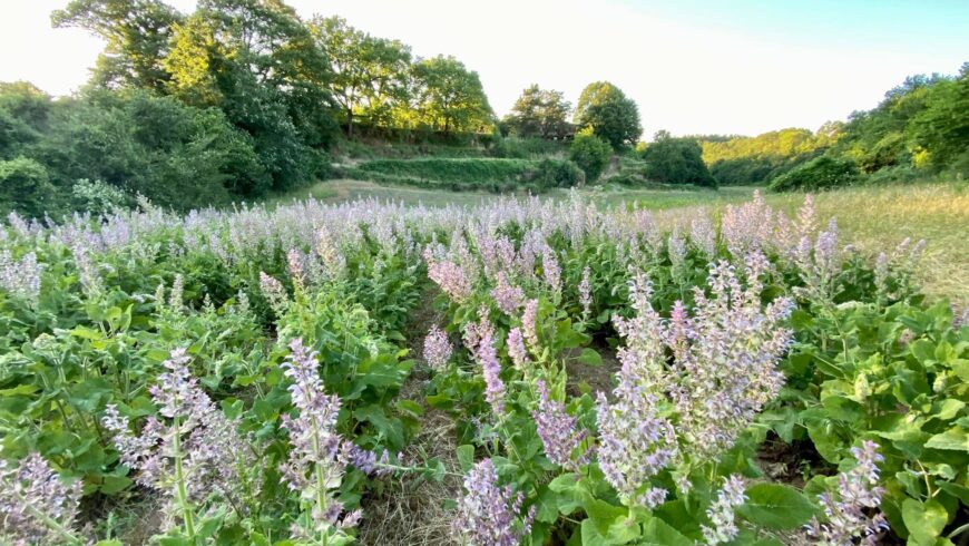 Distillatori Italiani: Aia del Tufo – Maremma Toscana