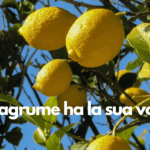Ogni agrume ha la sua voce…