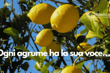 Ogni agrume ha la sua voce…