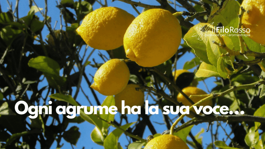 Ogni agrume ha la sua voce…