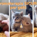 Aromaterapia sicura gatti