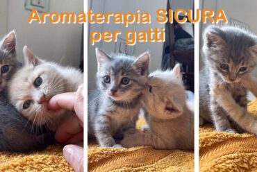 Aromaterapia sicura per i gatti