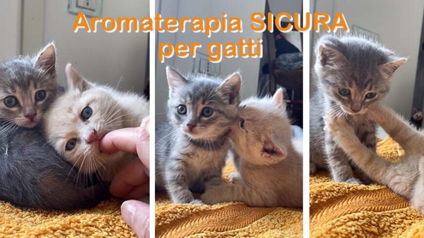 Aromaterapia sicura per i gatti