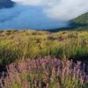 Lavanda Cugge