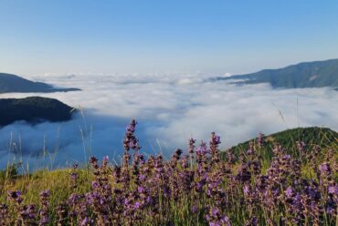 Distillatori Italiani: Antica Distilleria Cugge – Liguria