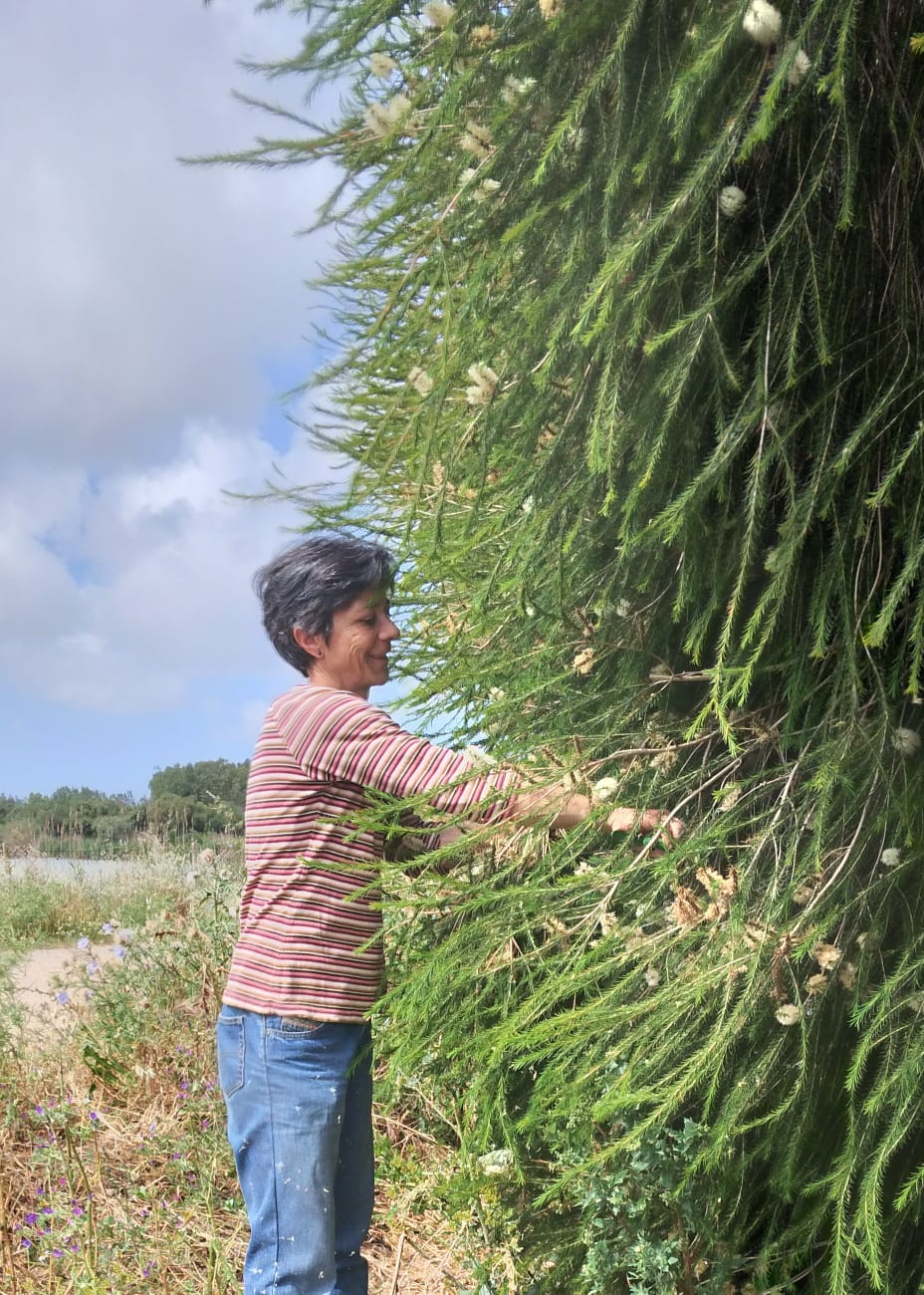 MariaLuisa distillazione Tea tree