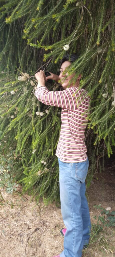 MariaLuisa distillazione Tea tree