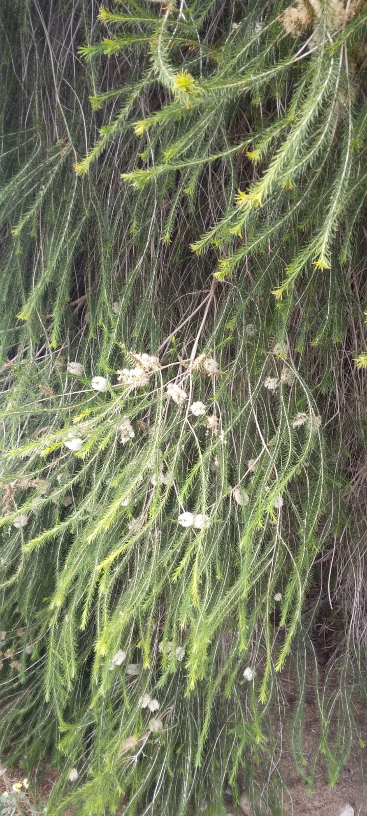 Tea tree