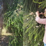 Marialuisa Tea tree