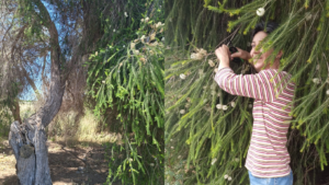 Marialuisa Tea tree