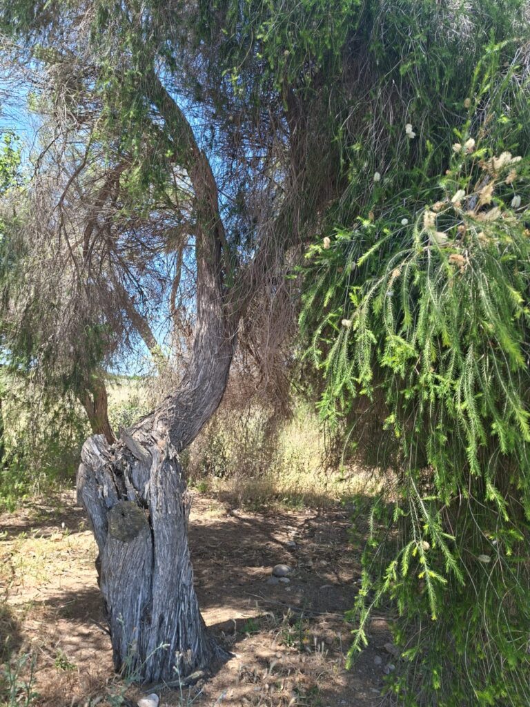 Tea tree Sardegna