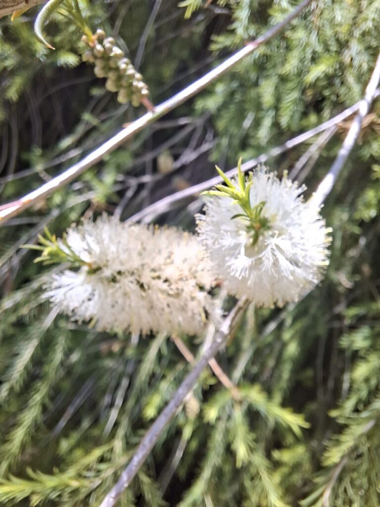 Tea tree Sardegna