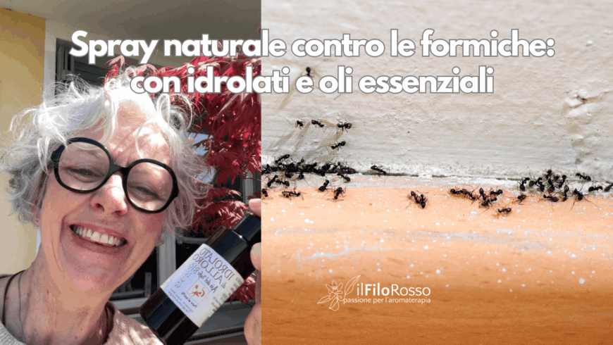 Spray naturale contro le formiche: con idrolati e oli essenziali