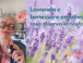 Lavanda e benessere emotivo: cosa osserva la ricerca