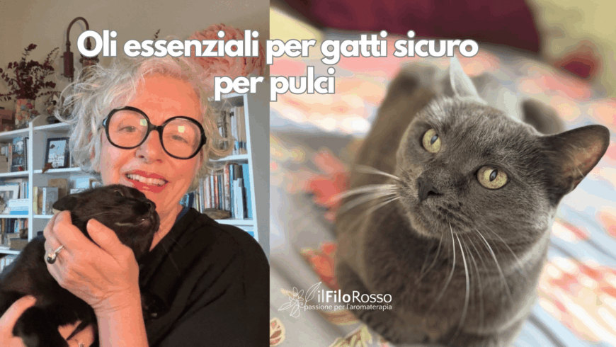 Spray antipulci sicuro per gatti