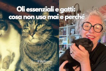 Oli essenziali e gatti: cosa non uso mai e perché