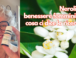Neroli e benessere femminile: cosa ci dice la ricerca