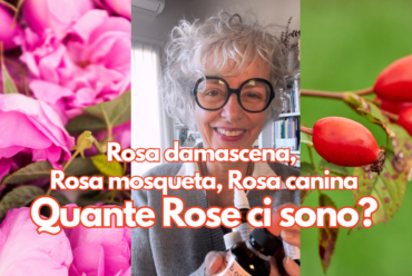 Rosa damascena, Rosa mosqueta, Rosa canina: quante Rose ci sono?